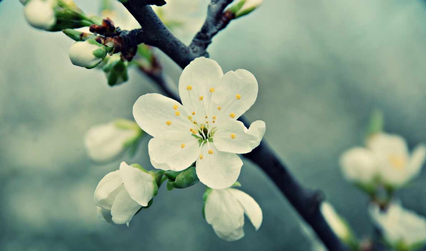 wallpaper, white, macro, flower, spring, cherry, blossom